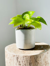 Pothos Varieties