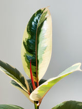 Ficus Varieties