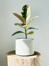 Ficus Varieties