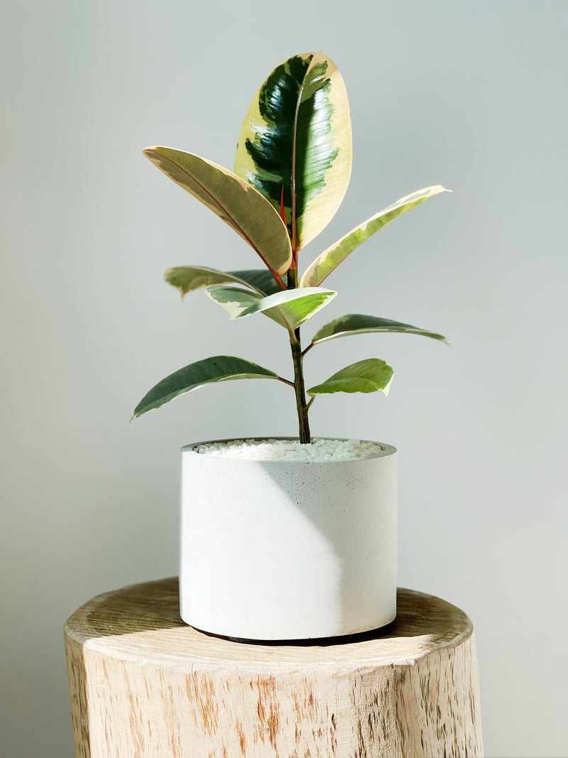 Ficus Varieties