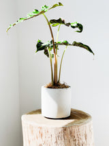 Alocasia Varieties