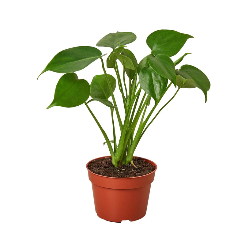 Desk Plant | Monstera