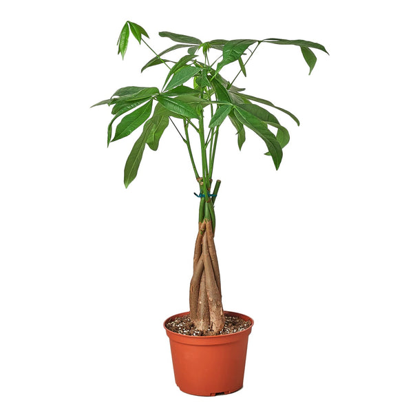 Desk Plant | Money Tree