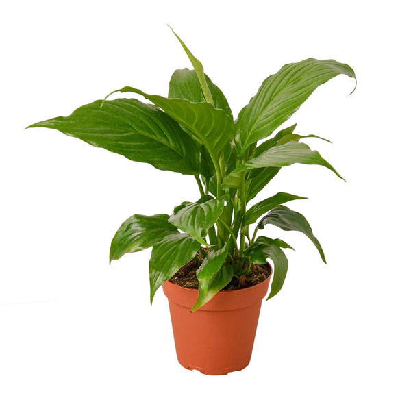 Desk Plant | Peace Lily