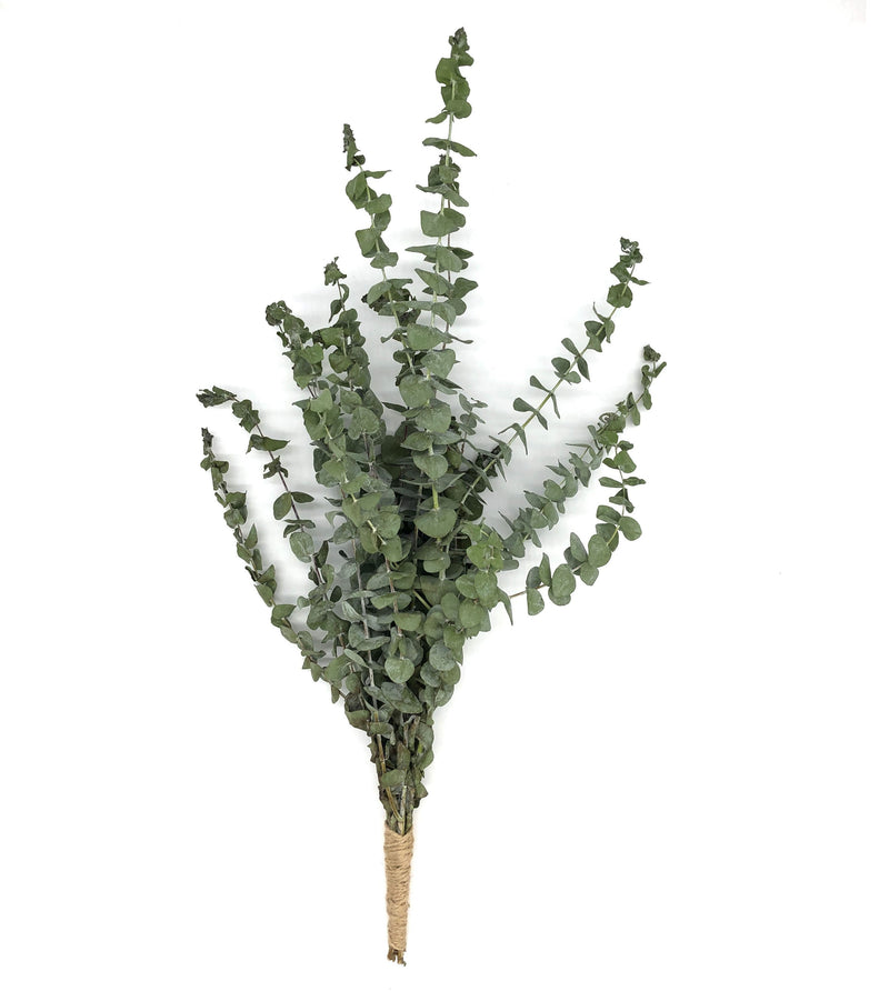 Baby Blue Eucalyptus