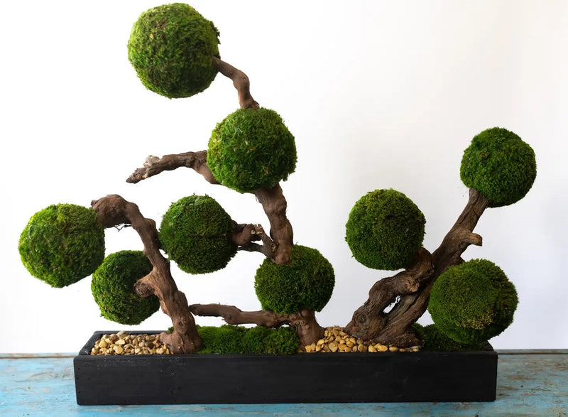 Moss Ball Hedge