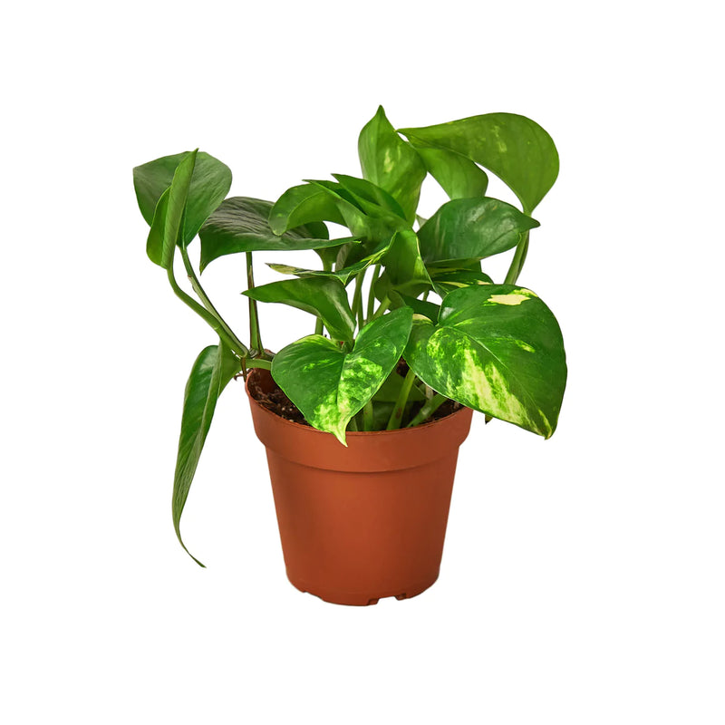 Pothos Varieties
