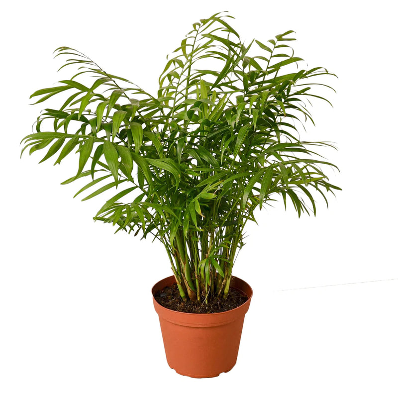 Palm Varieties