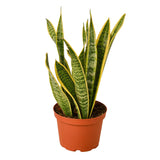 Snake Plant Varieties