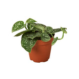 Pothos Varieties