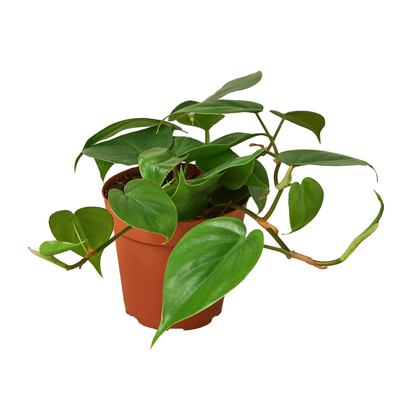 Trailing Philodendrons