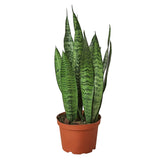 Snake Plant Varieties