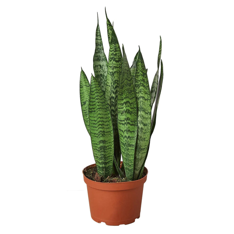 Snake Plant Varieties