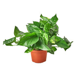 Pothos Varieties