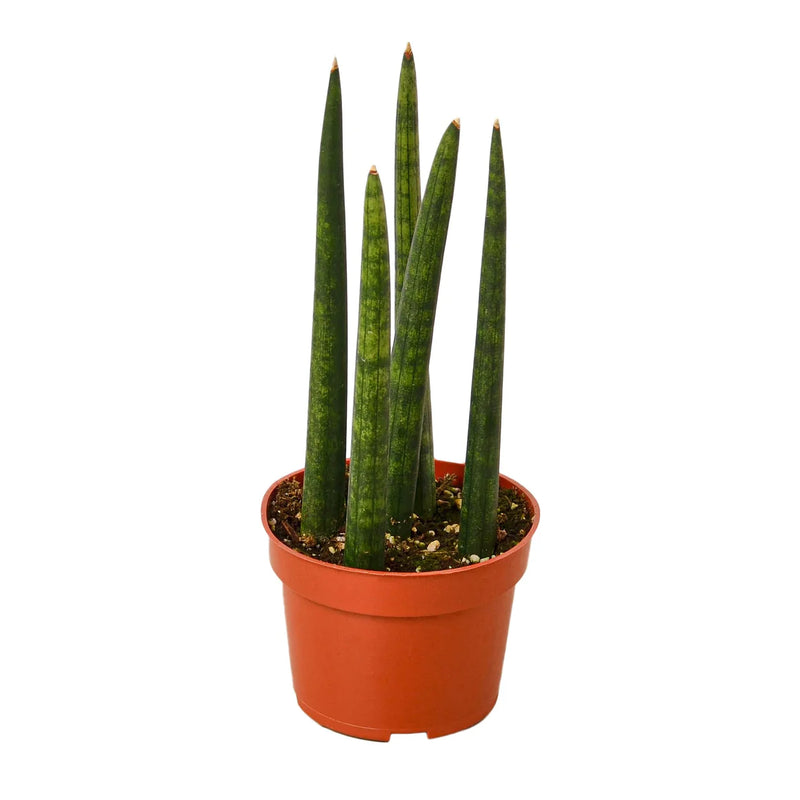 Cylinder Varieties