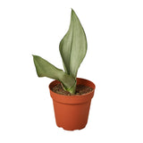 Snake Plant Varieties