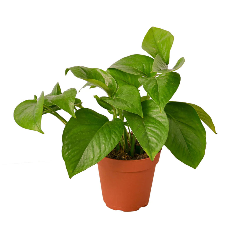 Pothos Varieties