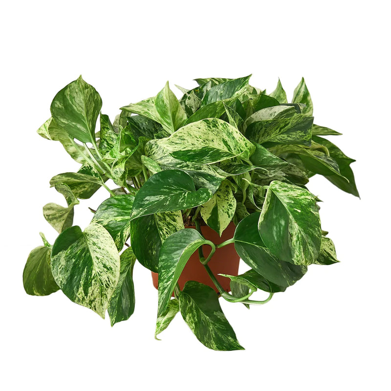 Pothos Varieties