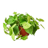 Trailing Philodendrons