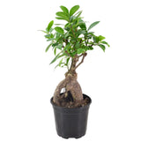Ficus Varieties