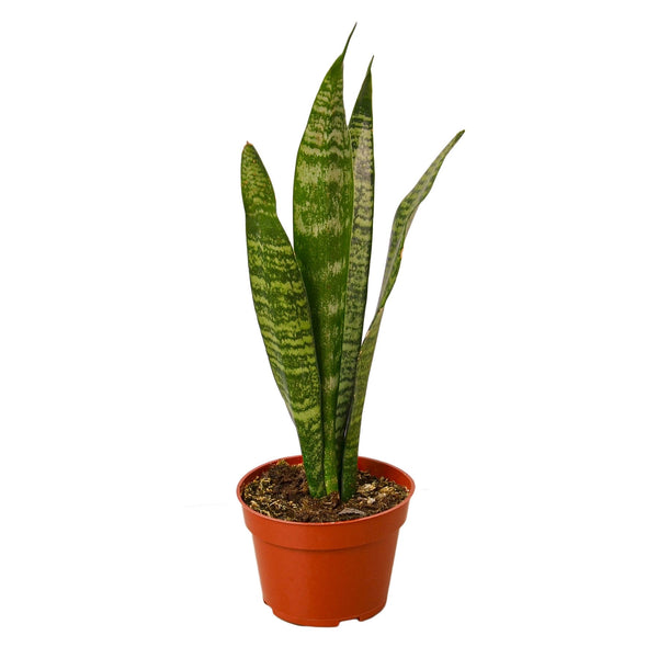 Desk Plant | Sansaveria