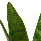 Desk Plant | Sansaveria