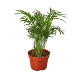 Desk Plant | Parlor Palm