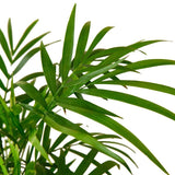 Desk Plant | Parlor Palm