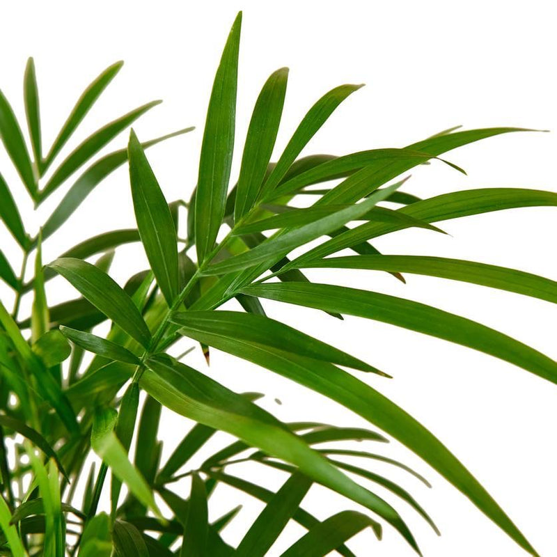 Desk Plant | Parlor Palm